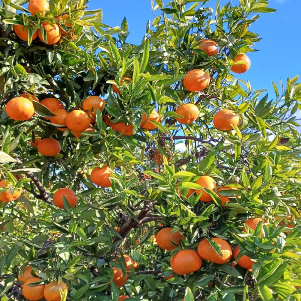 Mandarinas de Valencia 15kg - Premium
