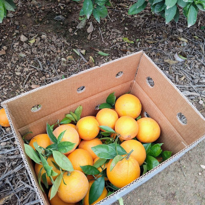 Comprar naranjas