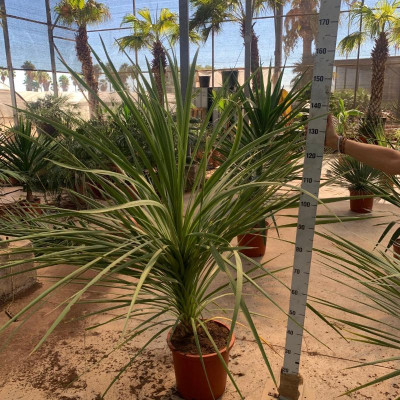 Cordyline Australis o...