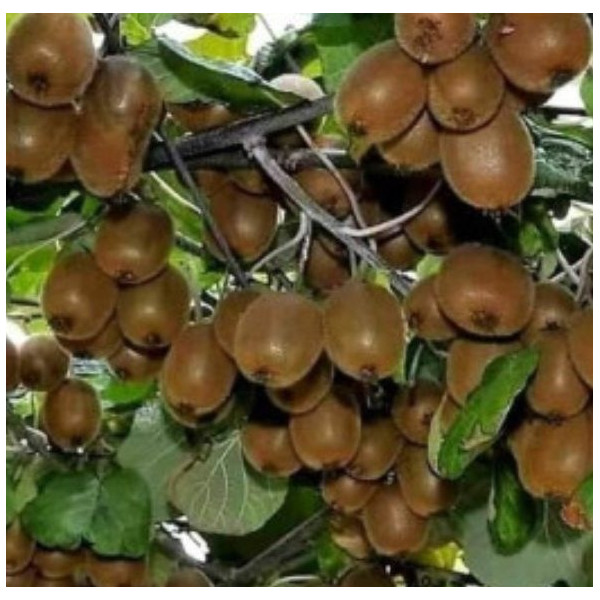 Caja de 9 kg de Kiwi Verde