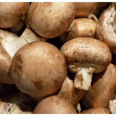 Comprar Champiñones