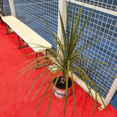 Comprar Plantas Yucca Rostrata