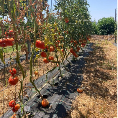 Comprar Tomates Comprar Tomates