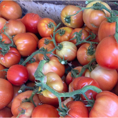 Comprar Tomates Comprar Tomates