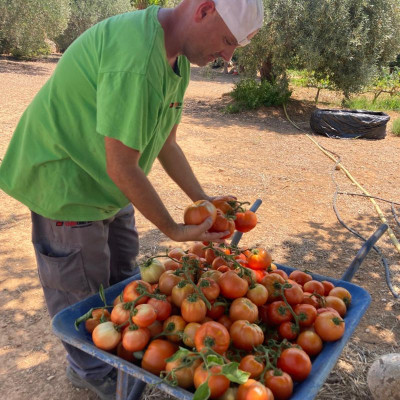 Comprar Tomates Comprar Tomates
