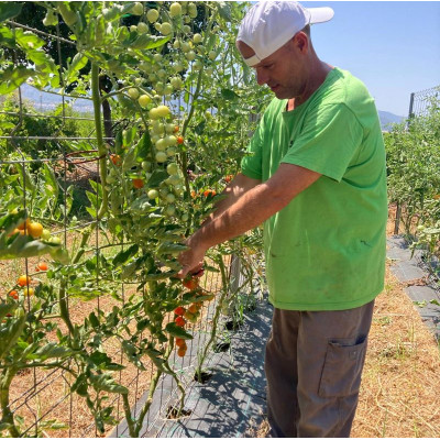 Comprar Tomates Comprar Tomates