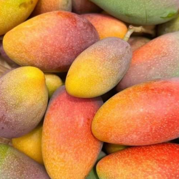 Caja de 5 kg de Mangos