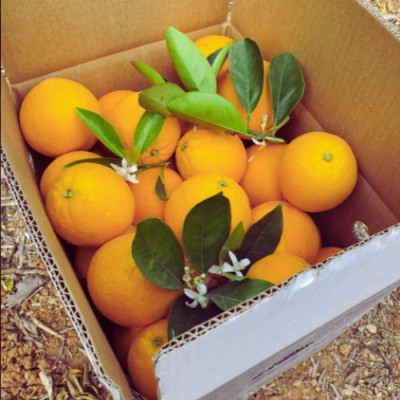Naranjas Valencia
