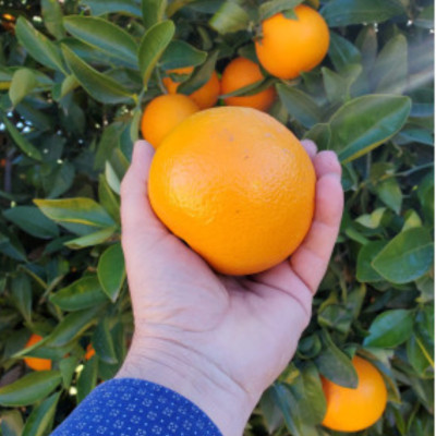 Comprar Naranjas