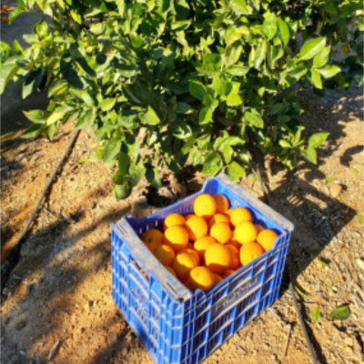 Comprar naranjas