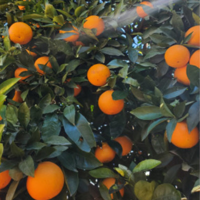 Comprar naranjas