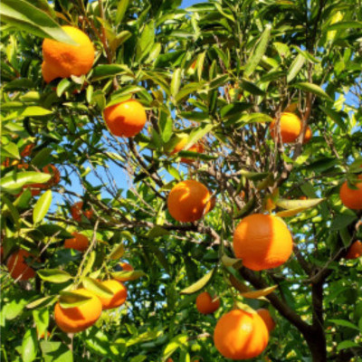 Comprar mandarinas Comprar mandarinas