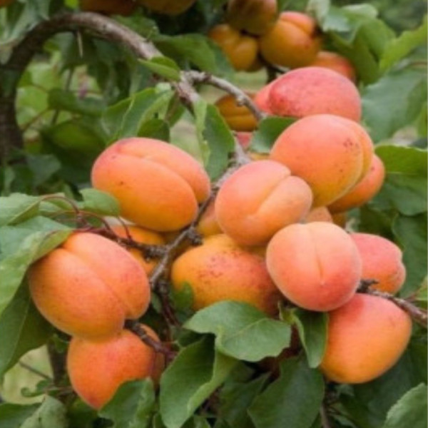 Albaricoque