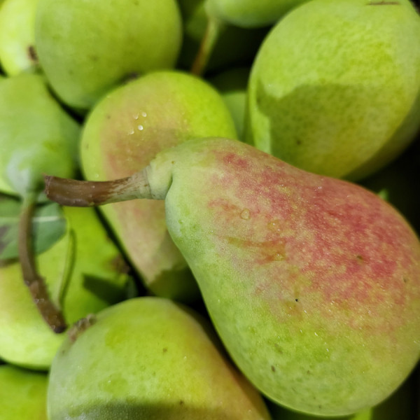 Pera Ercolina