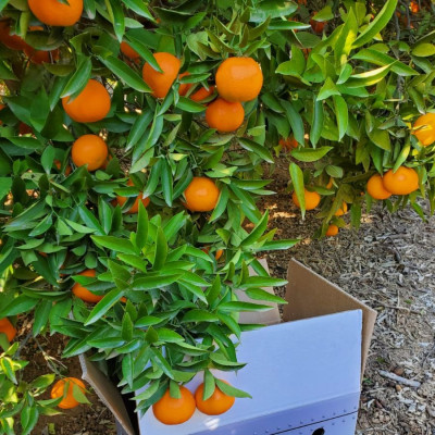 Comprar naranjas