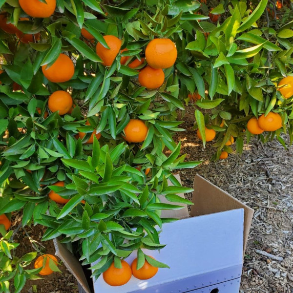 Naranjas de Valencia 9kg - Premium
