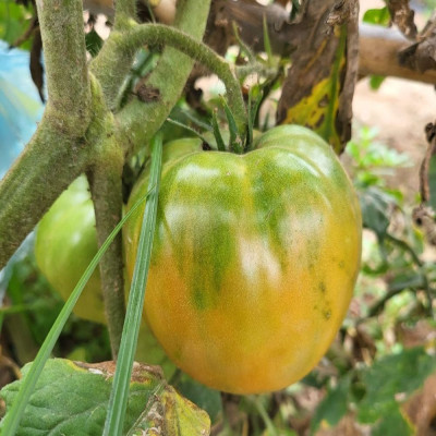 Comprar tomates Comprar tomates