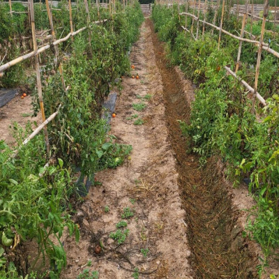 Comprar tomates Comprar tomates