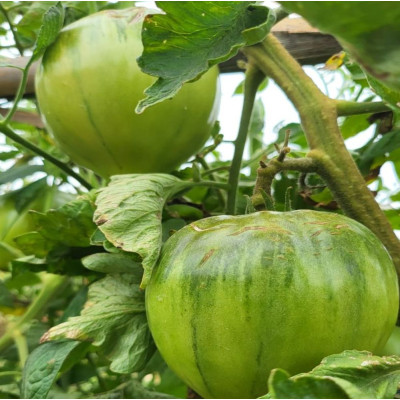 Comprar tomates Comprar tomates
