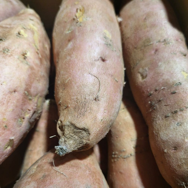 Boniato rojo