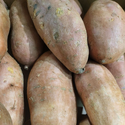 Comprar boniatos