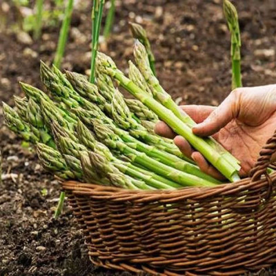 Comprar espárragos