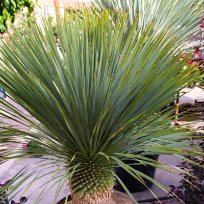 Comprar Plantas Yucca Rostrata Comprar Plantas Yucca Rostrata
