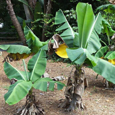 Comprar Plantas Comprar Plantas