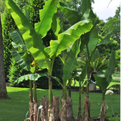 Comprar Plantas Comprar Plantas