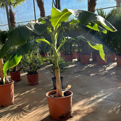 Comprar Plantas Comprar Plantas