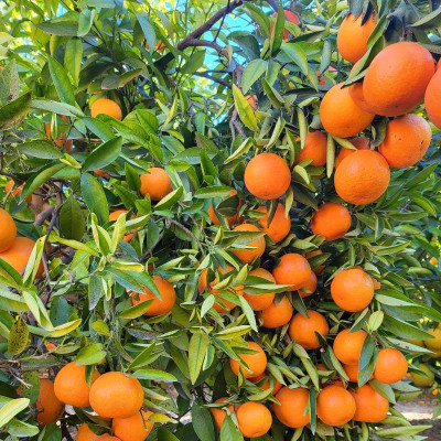 Comprar mandarinas Comprar mandarinas