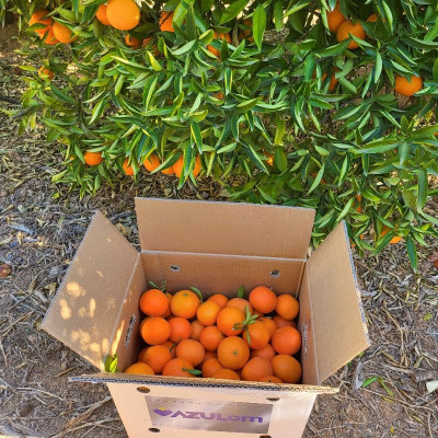 Comprar mandarinas Comprar mandarinas
