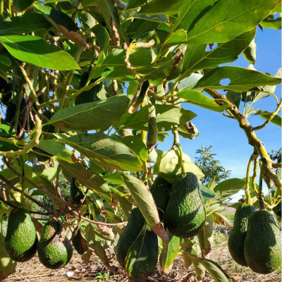 Comprar aguacates