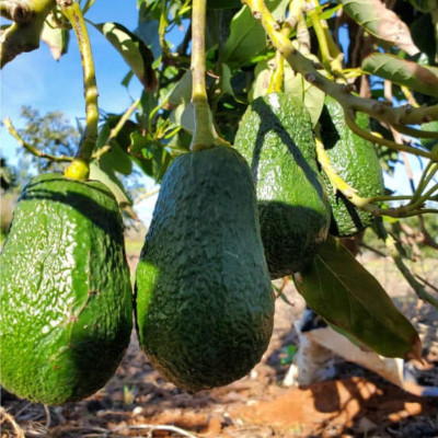 Comprar aguacates