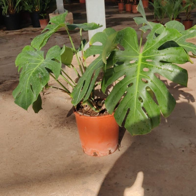 Comprar plantas. Costilla de adan Comprar plantas. Costilla de adan