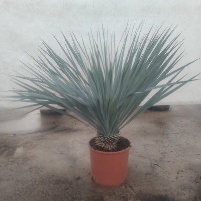 Comprar Yucca Rostrata Comprar Yucca Rostrata