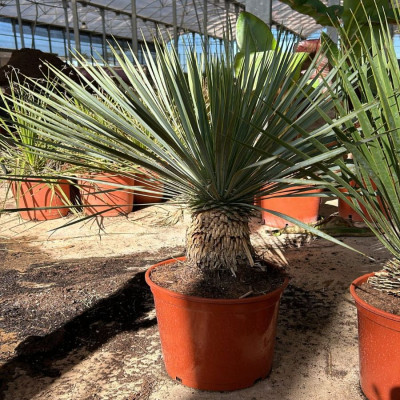 Comprar Yucca Rostrata Comprar Yucca Rostrata