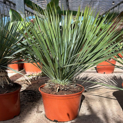 Comprar Yucca Rostrata Comprar Yucca Rostrata