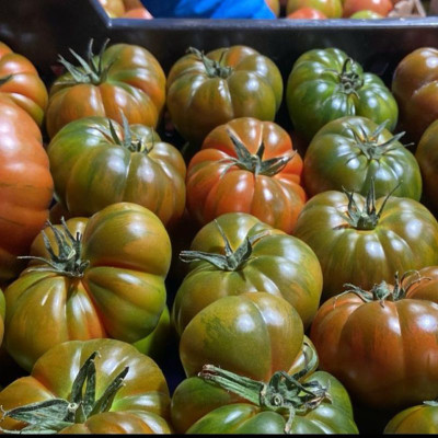 copy of Tomate daniela para...