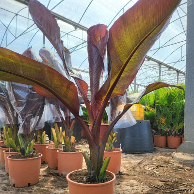 Comprar Plantas Comprar Plantas