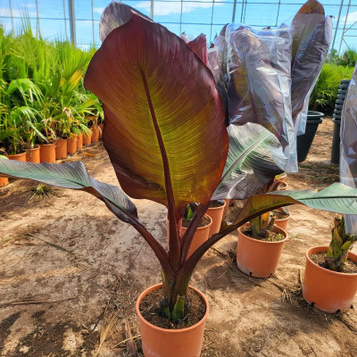 Comprar Plantas Comprar Plantas