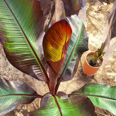 Comprar Plantas Comprar Plantas