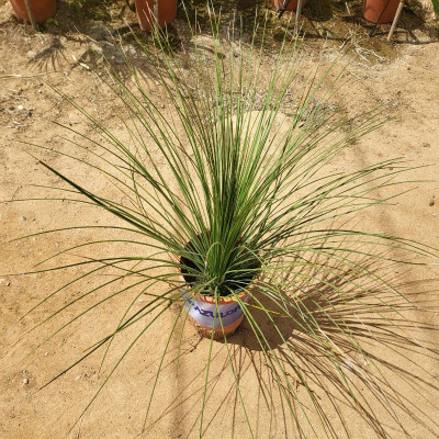 Comprar plantas Comprar plantas