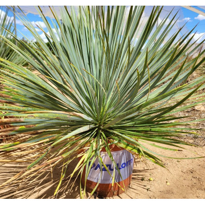 Comprar plantas Comprar plantas