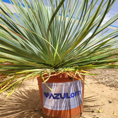 Comprar plantas Comprar plantas