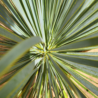 Comprar plantas Comprar plantas