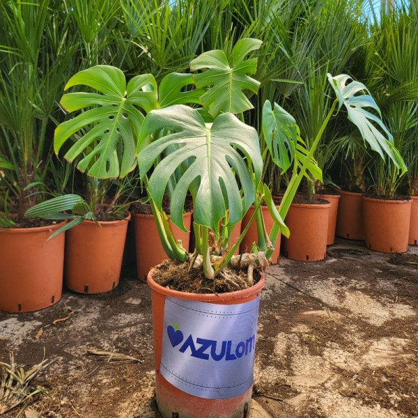 Monstera o Costilla de Adán + Maceta Gratis