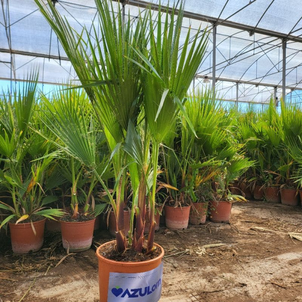 Washingtonia + Maceta Gratis
