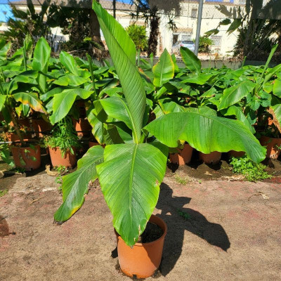 Comprar Musa Basjoo Comprar Musa Basjoo