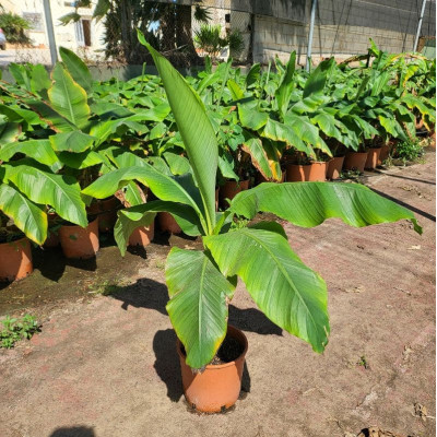 Comprar Musa Basjoo Comprar Musa Basjoo